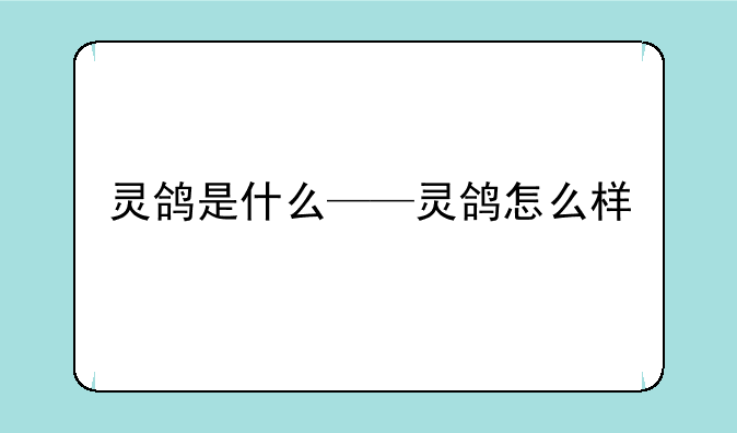 灵鸽是什么——灵鸽怎么样